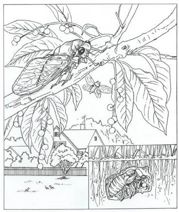 Kids-n-fun.com | 40 coloring pages of Nature around the house